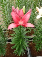 [5115 Cecina DJ No02.JPG]